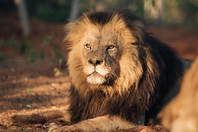 Lion & Wildlife Sanctuary Excursion Victoria Falls - Does the $120 price offer good value?