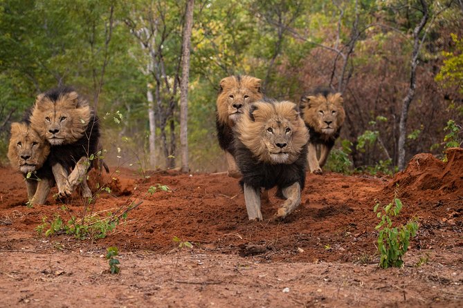 Lion & Wildlife Sanctuary Excursion Victoria Falls - Photo advice and practical comfort