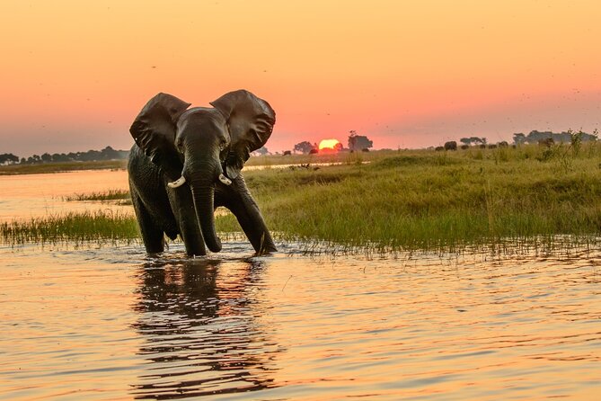 Luxury Sunset River Cruise on the Zambezi - Sunset, wildlife, and the changing light