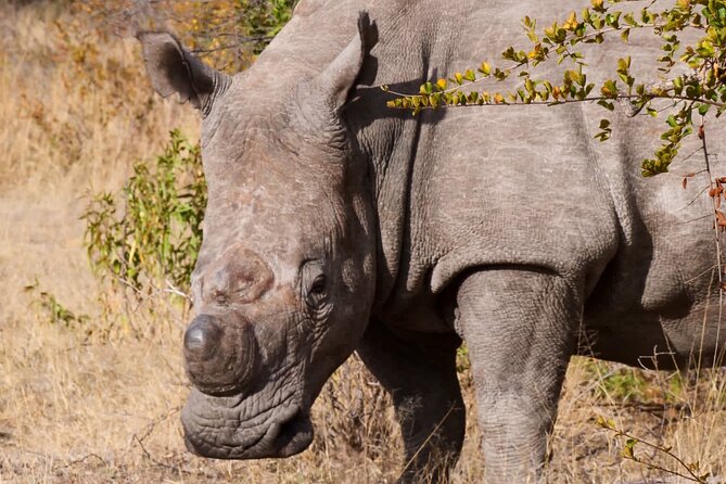 Matobo Rhino Encounter - Meeting the rangers who protect the rhinos