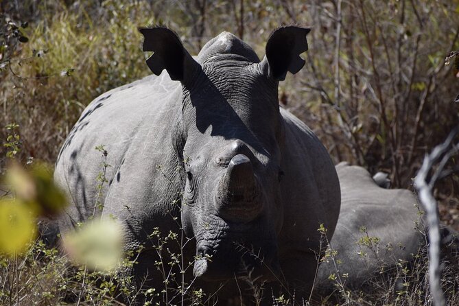 Matobo Rhino Encounter - What the $120 price really buys