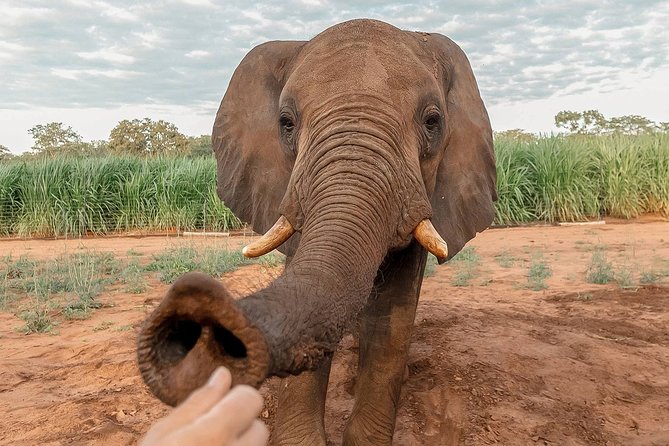 Moments with Elephants - Meeting Zimbabwe’s elephants at close range