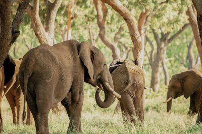 Moments with Elephants