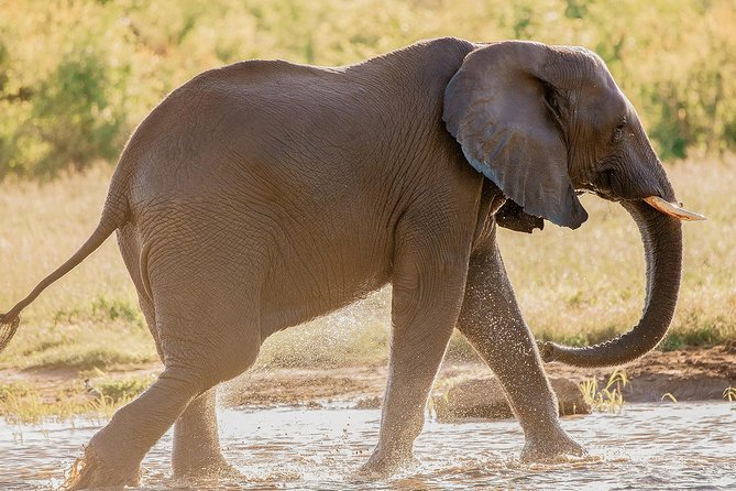 Moments with Elephants - What the $180 price includes