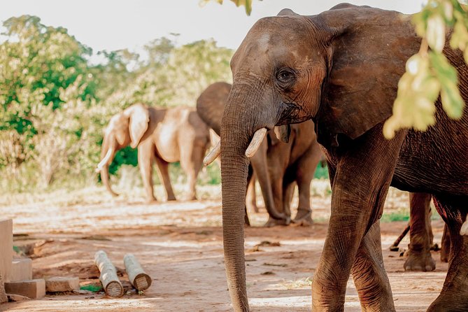 Moments with Elephants - The practical rhythm of the morning