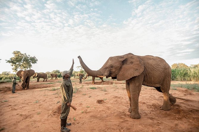 Moments with Elephants - Who should book this elephant encounter?