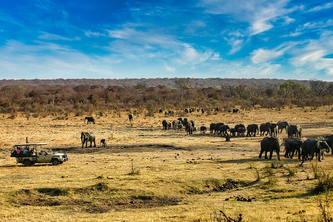 Safari Game Drive in the Savannah with Hotel pickup 3 times daily - Into the open bush near Victoria Falls