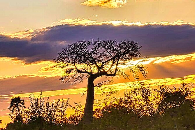 Safari Game Drive in the Savannah with Hotel pickup 3 times daily - What the three-hour safari actually includes