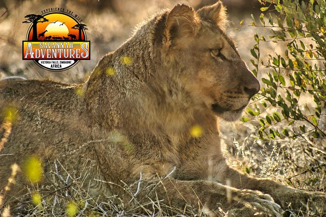 Safari Game Drive in the Savannah with Hotel pickup 3 times daily - Who will enjoy this safari most?
