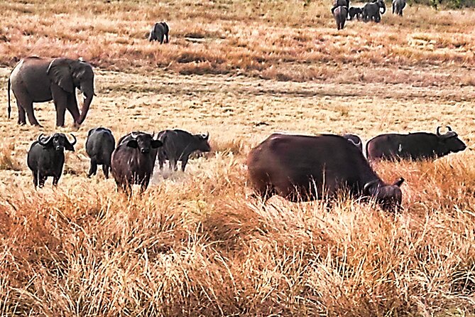 Safari Game Drive in the Savannah with Hotel pickup 3 times daily - Looking for elephants, lions, buffalo, and leopards