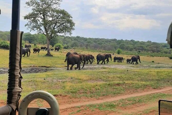 Safari Game Drive in Zambezi National Park - Riding in an open 4WD