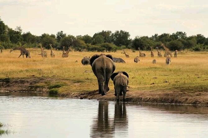 Safari Game Drive in Zambezi National Park - The best value in the $150 price
