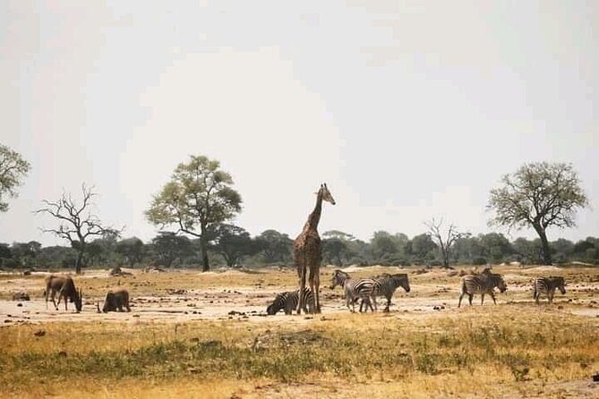 Safari Game Drive in Zambezi National Park - Why the unfenced setting changes expectations