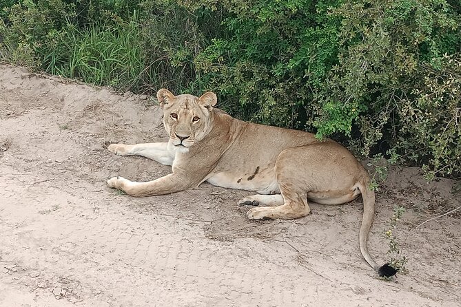 Safari Game Drive in Zambezi National Park - Small details that make the day easier