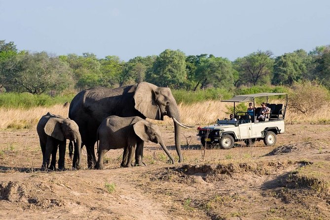 Safari Game Drive in Zambezi National Park with Hotel Pickup - Picking the right departure time