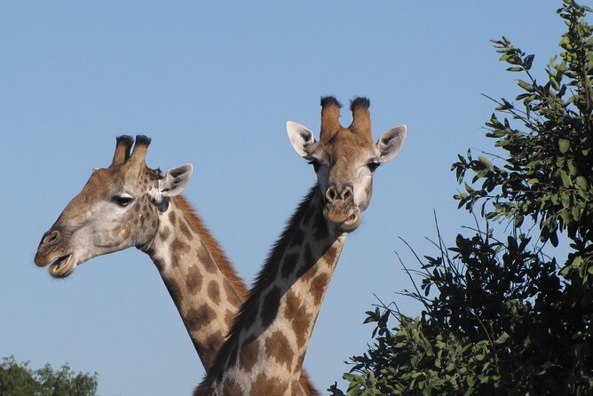 Small Group: Zambezi National Park Guided Game Drive - A real safari minutes from Victoria Falls