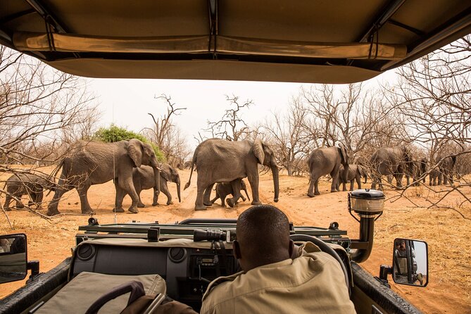 Small Group: Zambezi National Park Guided Game Drive - The 3 p.m. drive: a relaxed afternoon option