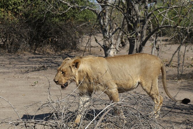Small Group: Zambezi National Park Guided Game Drive - Guides who make the short drive count