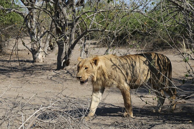 Small Group: Zambezi National Park Guided Game Drive - Is $120 a fair price?
