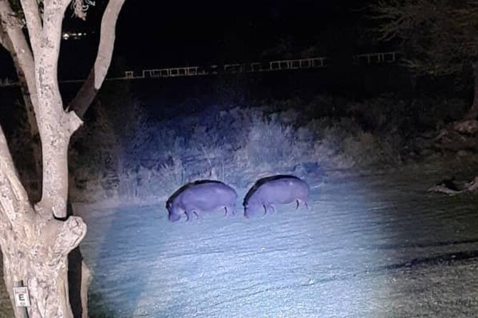 Stargazing and Moonlight Experience - Reading the African sky with an astrophile guide
