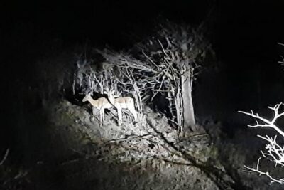 Stargazing and Moonlight Experience
