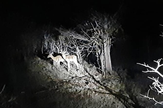 Stargazing and Moonlight Experience - The moonlit route and possible wildlife
