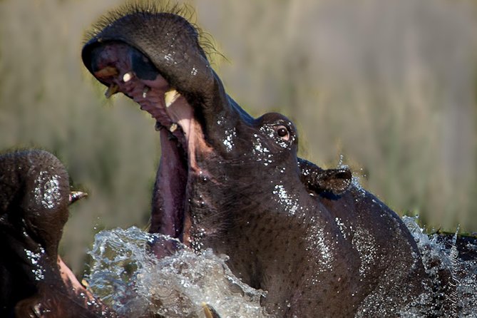 Sundowner Cruise on Zambezi River (Zimbabwe) - Is $55 a fair price?
