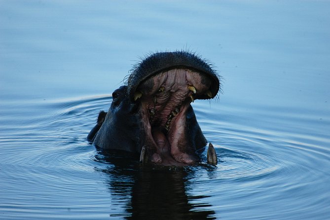 Sunset Cruises on the Zambezi River from Victoria Falls - Choosing the upper or lower deck