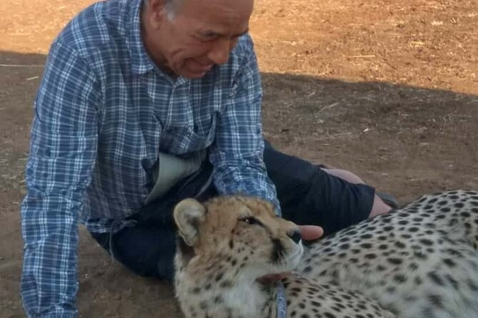 The Cheetah Experience - Key points at a glance