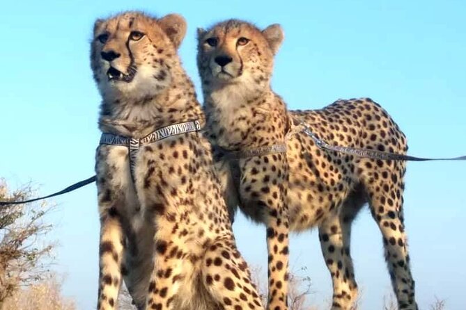 The Cheetah Experience - From hotel pickup to the conservation area