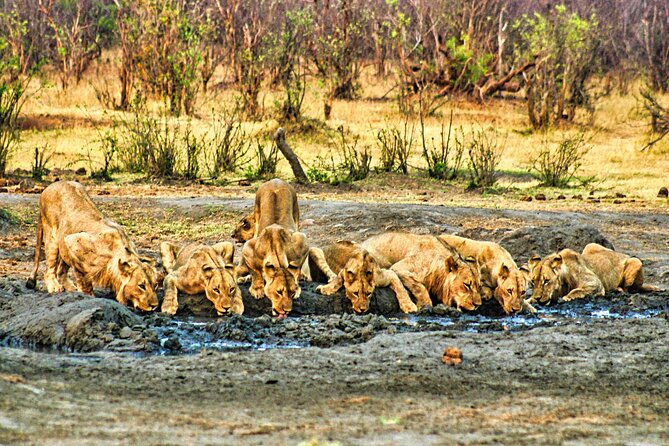 Unique Safari Game Drives in Zambezi National Park, 4 Options - Should you book the Zambezi game drive?