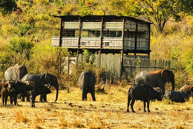 Unique Safari Game Drives in Zambezi National Park, 4 Options - What happens during the three-hour drive