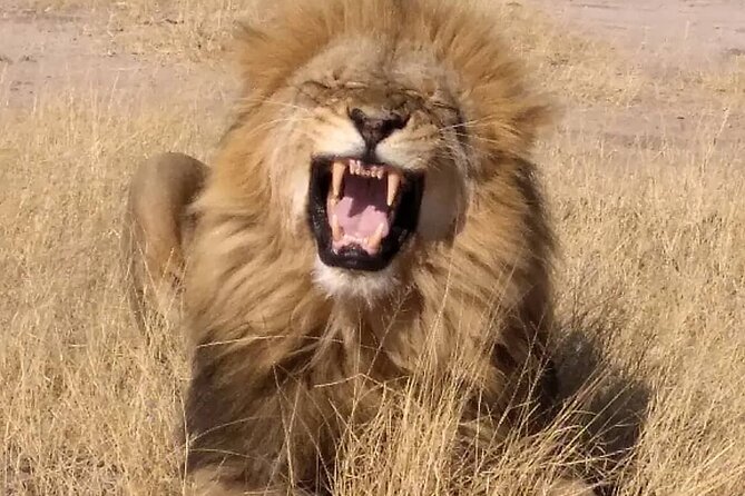 Victoria Falls And Chobe - What the $790 price really buys you