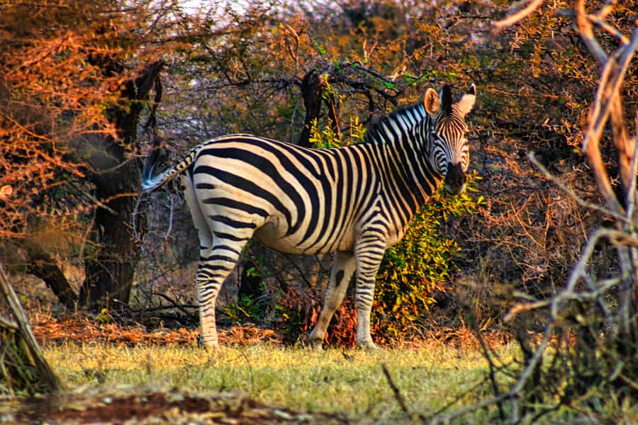Victoria Falls: Baobab Safari - Sunrise and Mid Morning - Victoria Falls Landmarks Before the Bush