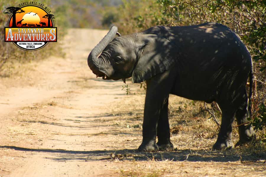 Victoria Falls: Baobab Safari - Sunrise and Mid Morning - Guides, Group Size, and the Feel of the Morning