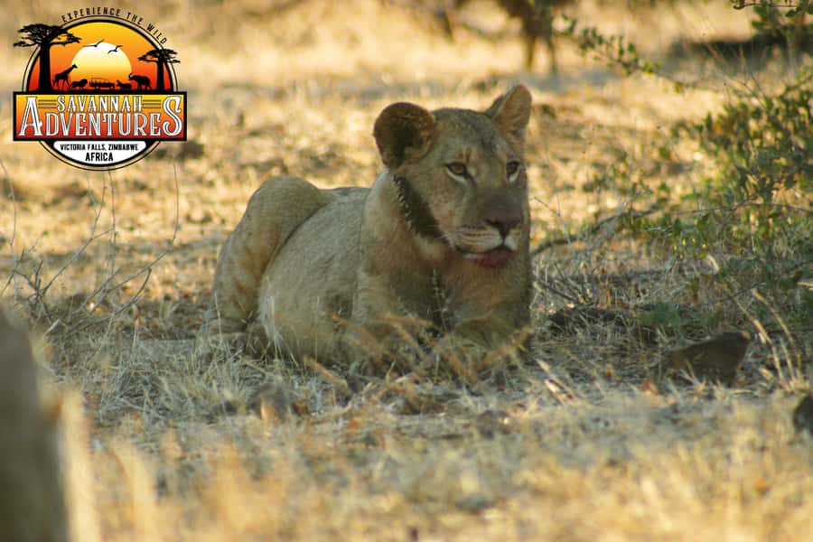 Victoria Falls: Baobab Safari - Sunrise and Mid Morning - Should You Book the Baobab Safari?