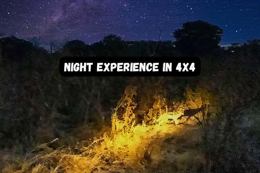 Victoria Falls: Bush Experience and Stargazing D-F-ES-GB - Searching for elephants with a flashlight