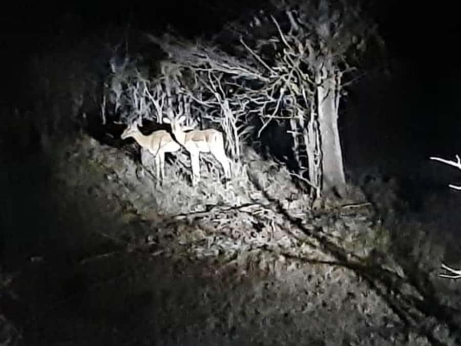 Victoria Falls: Bush Experience and Stargazing D-F-ES-GB - What the two-hour schedule really allows