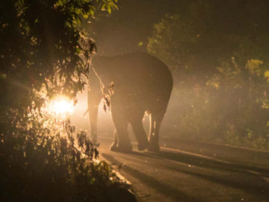 Victoria Falls: Bush Experience and Stargazing D-F-ES-GB - Who will enjoy this evening most