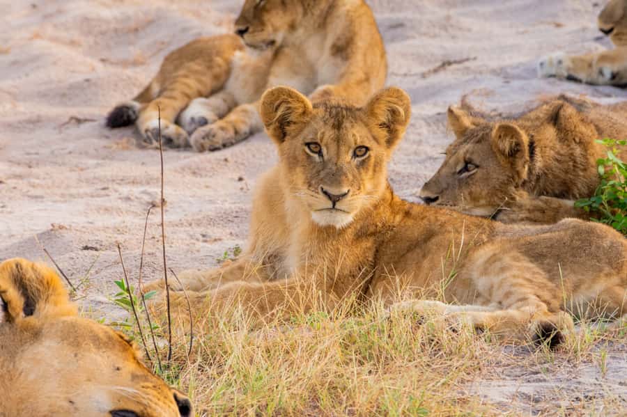 Victoria Falls: Chobe National Park Day Trip with Lunch - How much value do you get for $170?