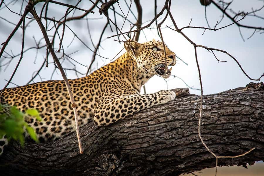 Victoria Falls: Chobe National Park Day Trip with Lunch - Who should book this Chobe day trip?