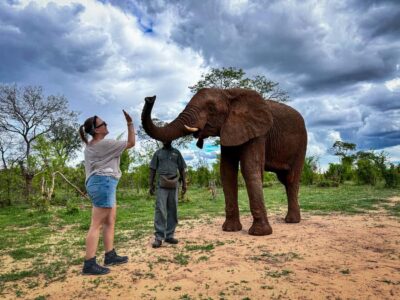 Elecrew Through The Eyes Of An Elephant