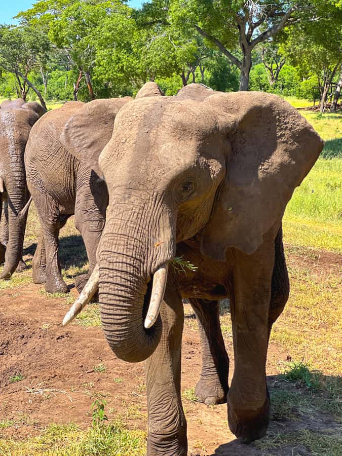 Victoria Falls: Elecrew Through The Eyes Of An Elephant - Learning how elephants experience the world