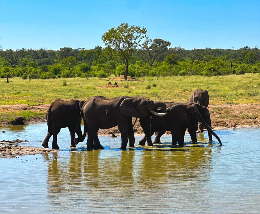 Victoria Falls: Elecrew Through The Eyes Of An Elephant - Welfare and the question of ethical elephant tourism