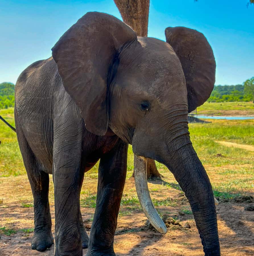 Victoria Falls: Elecrew Through The Eyes Of An Elephant - Who should book this experience?