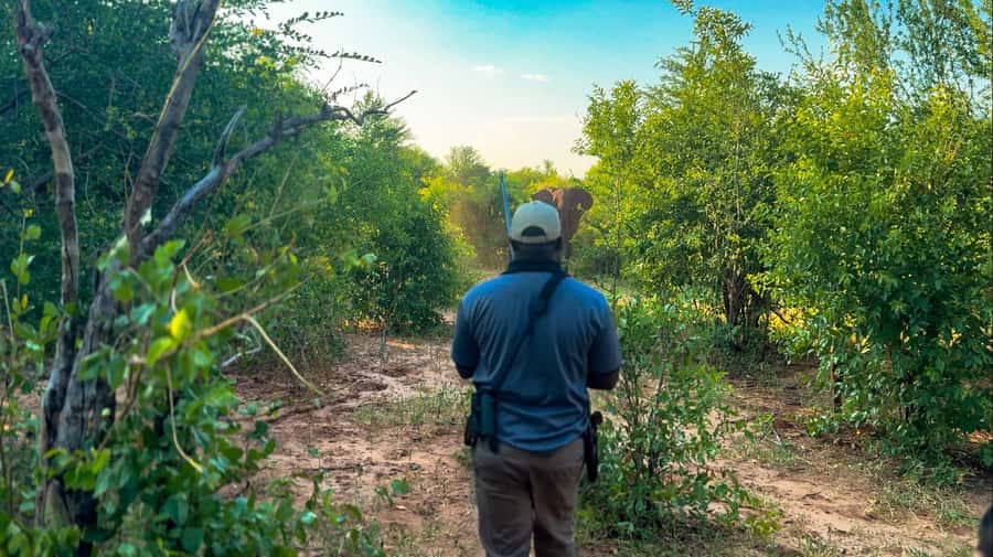 Victoria Falls: Game Walk in the Zambezi National Park - What the two-hour walk is really like
