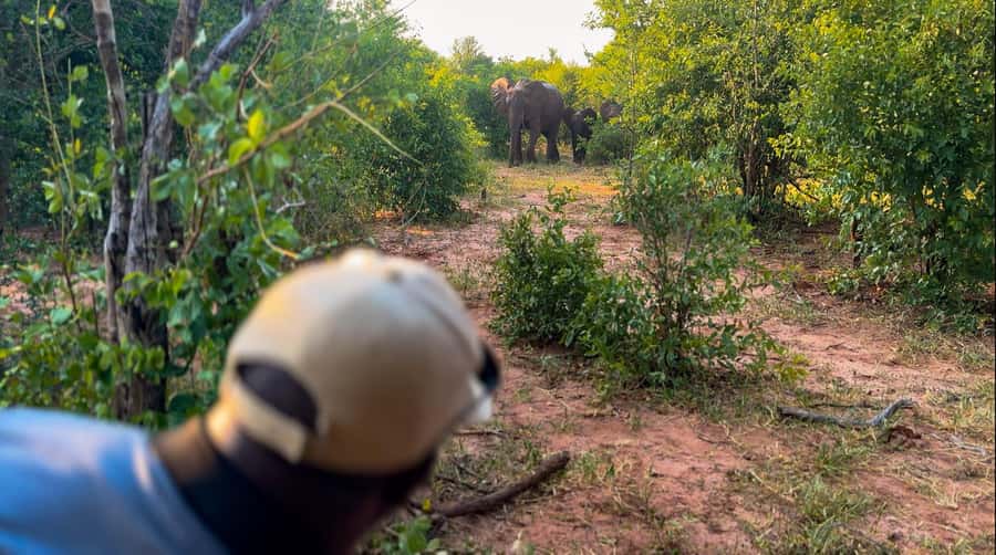 Victoria Falls: Game Walk in the Zambezi National Park - The 15-minute transfer from Victoria Falls