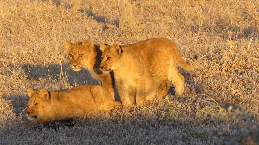 Victoria Falls: Hwange National Park Full-Day Safari - Key points to know before you book