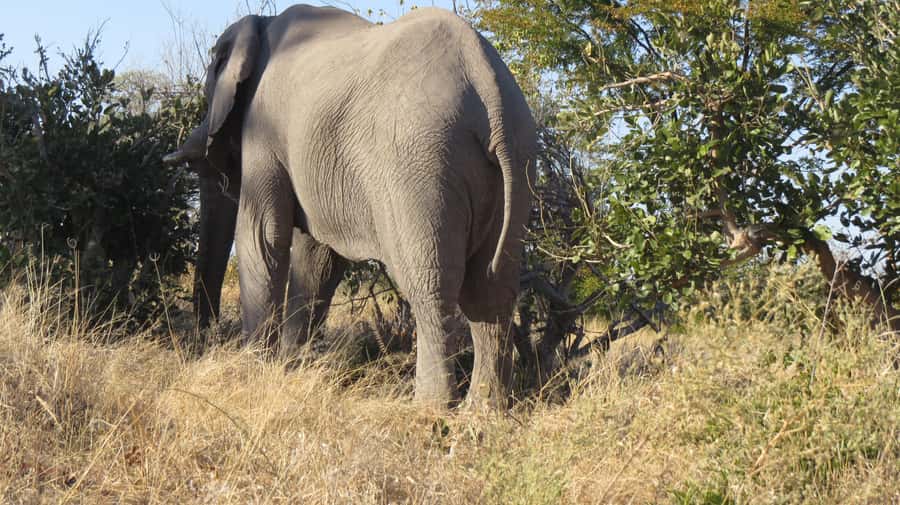 Victoria Falls: Hwange National Park Full-Day Safari - Why Hwange makes a worthwhile day trip from Victoria Falls