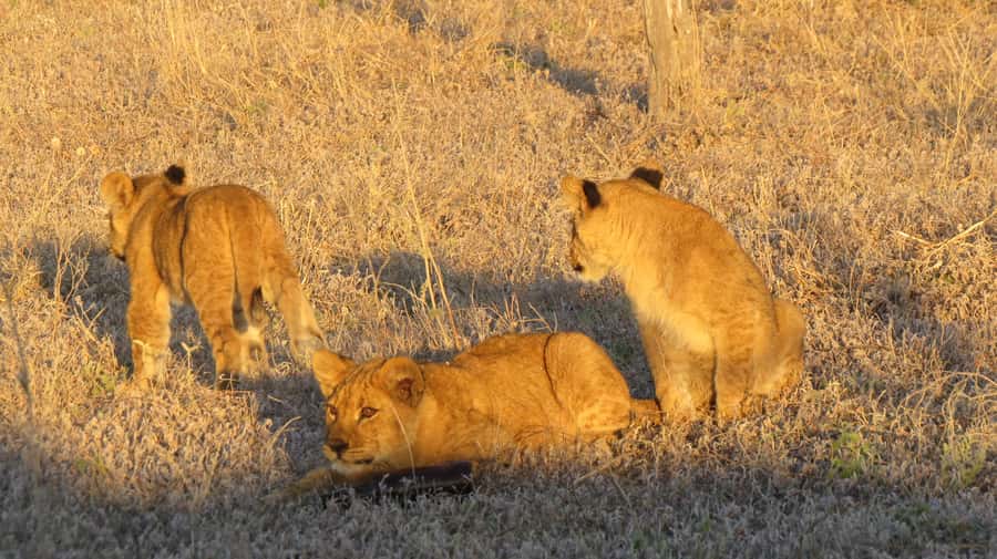Victoria Falls: Hwange National Park Full-Day Safari - A two-hour road journey before the safari begins